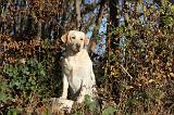 LABRADOR 367